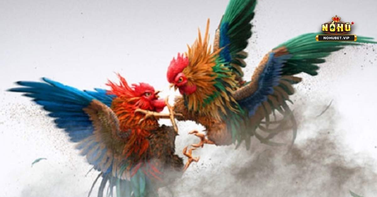 Đá Gà: Những Mẹo Để Tăng Cơ Hội Chiến Thắng 2 Đá Gà: Những Mẹo Để Tăng Cơ Hội Chiến Thắng