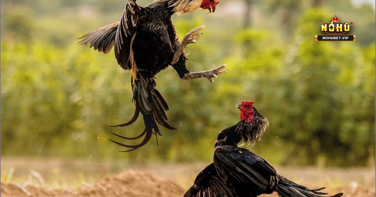 Đá Gà: Những Mẹo Để Tăng Cơ Hội Chiến Thắng 3 Đá Gà: Những Mẹo Để Tăng Cơ Hội Chiến Thắng